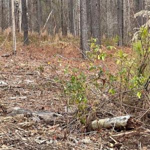 Photo #32 of 8061 Stroupe Farm, Tobaccoville, NC 5.5 acres
