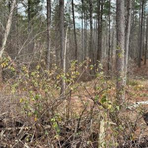 Photo #30 of 8061 Stroupe Farm, Tobaccoville, NC 5.5 acres