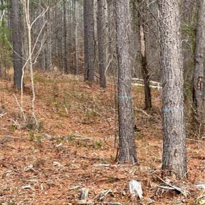 Photo #33 of 8061 Stroupe Farm, Tobaccoville, NC 5.5 acres