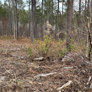 Photo #31 of 8061 Stroupe Farm, Tobaccoville, NC 5.5 acres