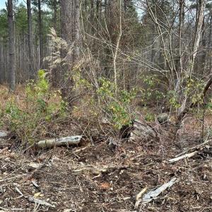 Photo #29 of 8061 Stroupe Farm, Tobaccoville, NC 5.5 acres