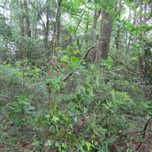 Photo #13 of SOLD property in 5216 Lunar Drive, Kitty Hawk, NC 0.3 acres