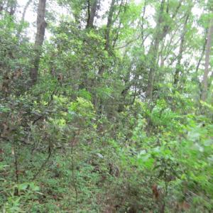 Photo #14 of SOLD property in 5216 Lunar Drive, Kitty Hawk, NC 0.3 acres
