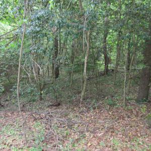 Photo #5 of SOLD property in 5216 Lunar Drive, Kitty Hawk, NC 0.3 acres