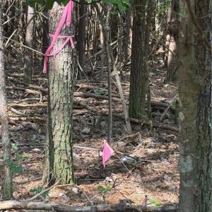 Photo #29 of Mulberry Academy, Franklinville, NC 33.5 acres