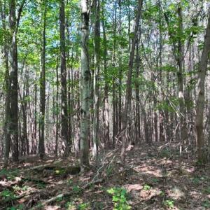 Photo #8 of Mulberry Academy, Franklinville, NC 33.5 acres