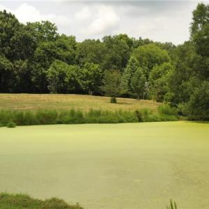 Photo #17 of 3037 Deep River Church, Ramseur, NC 34.5 acres