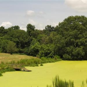 Photo #16 of 3037 Deep River Church, Ramseur, NC 34.5 acres