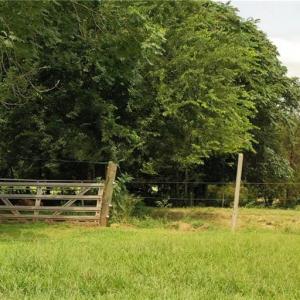 Photo #30 of 3037 Deep River Church, Ramseur, NC 34.5 acres