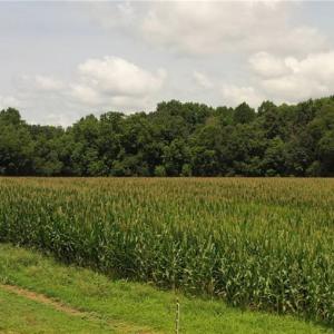 Photo #10 of 3037 Deep River Church, Ramseur, NC 34.5 acres
