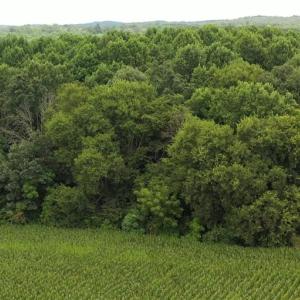Photo #14 of 3037 Deep River Church, Ramseur, NC 34.5 acres