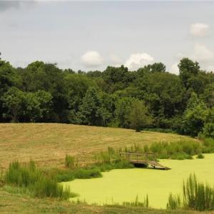 Photo #15 of 3037 Deep River Church, Ramseur, NC 34.5 acres