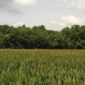 Photo #11 of 3037 Deep River Church, Ramseur, NC 34.5 acres
