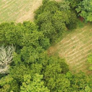 Photo #19 of 3037 Deep River Church, Ramseur, NC 34.5 acres