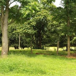 Photo #29 of 3037 Deep River Church, Ramseur, NC 34.5 acres
