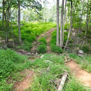 Photo #27 of NC Highway 49, Denton, NC 74.0 acres