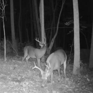Photo #43 of NC Highway 49, Denton, NC 74.0 acres