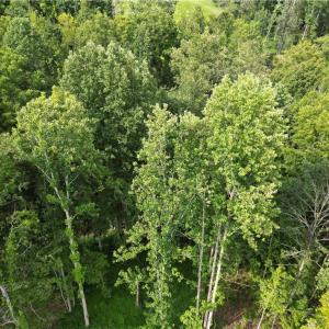Photo #28 of NC Highway 49, Denton, NC 74.0 acres