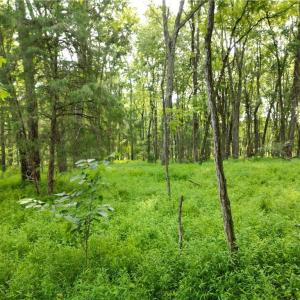 Photo #24 of NC Highway 49, Denton, NC 74.0 acres