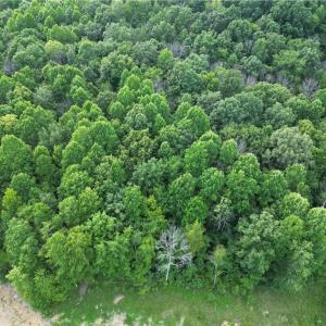 Photo #38 of NC Highway 49, Denton, NC 74.0 acres