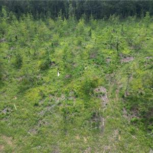 Photo #33 of NC Highway 49, Denton, NC 74.0 acres