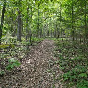 Photo #37 of NC Highway 49, Denton, NC 74.0 acres