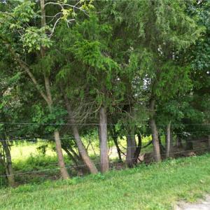 Photo #15 of NC Highway 49, Denton, NC 74.0 acres