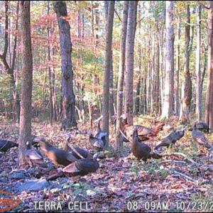 Photo #48 of NC Highway 49, Denton, NC 74.0 acres