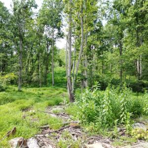 Photo #29 of NC Highway 49, Denton, NC 74.0 acres