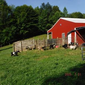 Photo #26 of Lowe, Madison, NC 9.6 acres