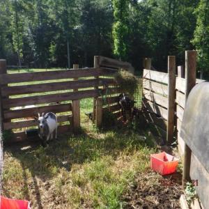 Photo #38 of Lowe, Madison, NC 9.6 acres