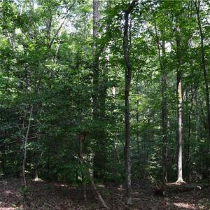 Photo #25 of 1344-1540 NC Highway 89, Danbury, NC 90.0 acres
