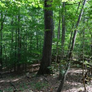 Photo #23 of 1344-1540 NC Highway 89, Danbury, NC 90.0 acres