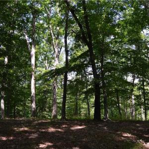 Photo #13 of 1344-1540 NC Highway 89, Danbury, NC 90.0 acres