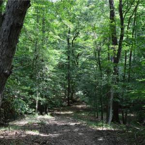 Photo #17 of 1344-1540 NC Highway 89, Danbury, NC 90.0 acres