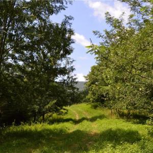 Photo #16 of 1344-1540 NC Highway 89, Danbury, NC 90.0 acres