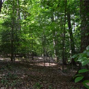 Photo #26 of 1344-1540 NC Highway 89, Danbury, NC 90.0 acres