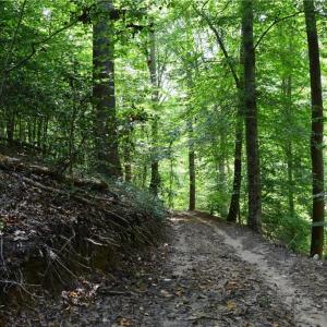 Photo #22 of 1344-1540 NC Highway 89, Danbury, NC 90.0 acres