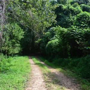 Photo #7 of 1344-1540 NC Highway 89, Danbury, NC 90.0 acres