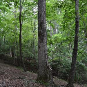 Photo #36 of 1344-1540 NC Highway 89, Danbury, NC 90.0 acres