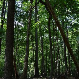 Photo #28 of 1344-1540 NC Highway 89, Danbury, NC 90.0 acres