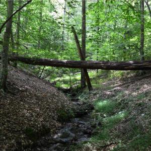 Photo #20 of 1344-1540 NC Highway 89, Danbury, NC 90.0 acres