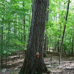 Photo #24 of 1344-1540 NC Highway 89, Danbury, NC 90.0 acres