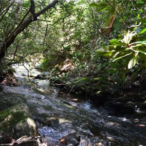 Photo #30 of 1344-1540 NC Highway 89, Danbury, NC 90.0 acres