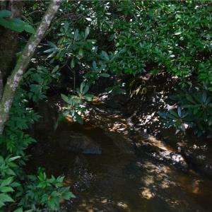 Photo #34 of 1344-1540 NC Highway 89, Danbury, NC 90.0 acres