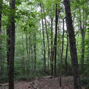 Photo #38 of 1344-1540 NC Highway 89, Danbury, NC 90.0 acres