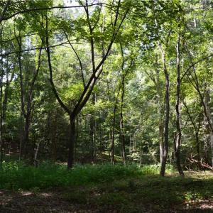 Photo #14 of 1344-1540 NC Highway 89, Danbury, NC 90.0 acres