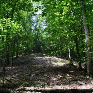 Photo #18 of 1344-1540 NC Highway 89, Danbury, NC 90.0 acres