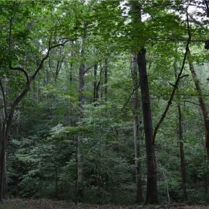 Photo #37 of 1344-1540 NC Highway 89, Danbury, NC 90.0 acres