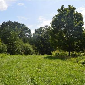 Photo #11 of 1344-1540 NC Highway 89, Danbury, NC 90.0 acres